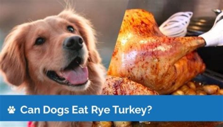 Is Turkey Safe For Dogs? Vets Weigh On Feast Foods for Canines