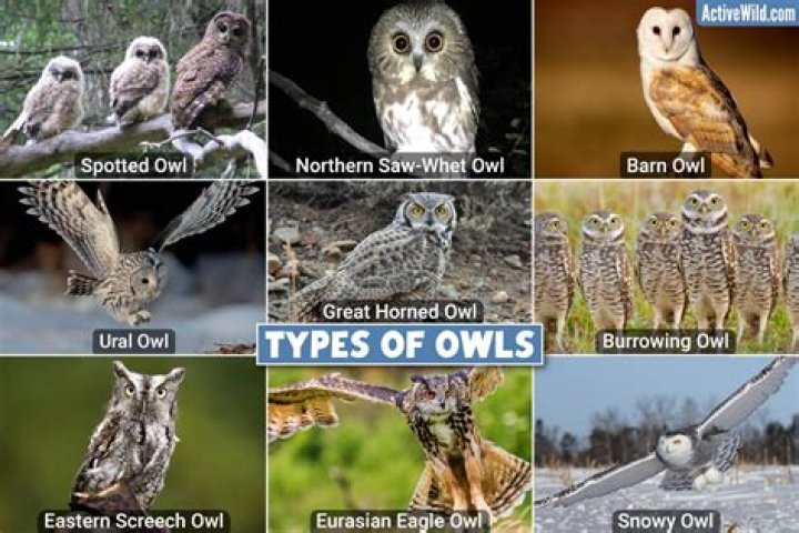 It's easy to see the owl, but if you find all 22 objects in this winter scene in 30 seconds, you're sharp as a tack