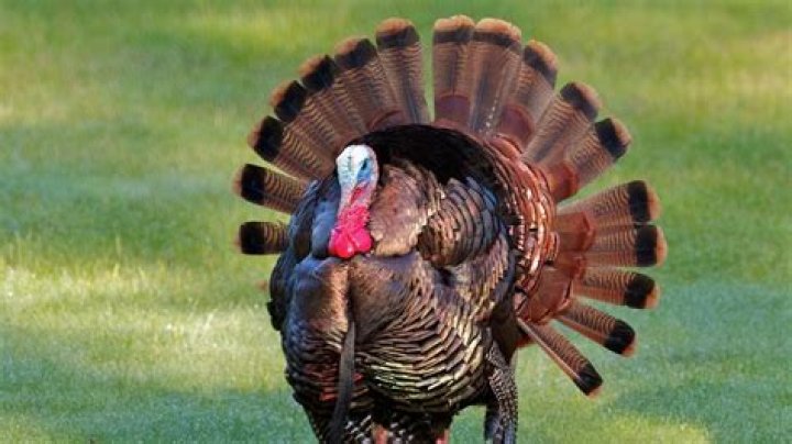 Jo Daviess in top counties for turkey harvest