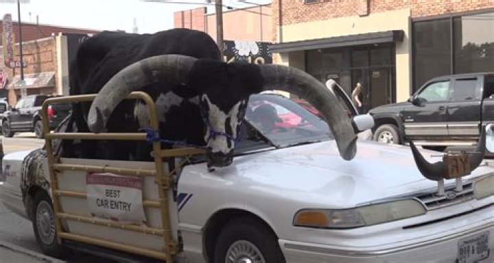 Live bull rides shotgun in car in Nebraska