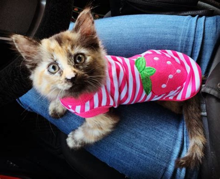 Meet the Instagram dogs getting paid more than £500 a day for looking unbearably cute