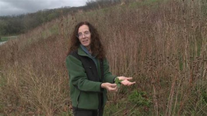 More than morels: Foraging in Iowa’s edible outdoors