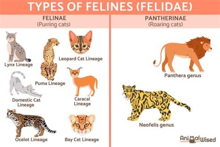 Most Famous Penthouse Pets: A Glimpse Into The Lives Of Celebrity Felines And Canines