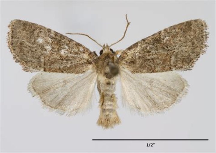 Moth Photographers Group – Cherokeea attakullakulla – 9454.7