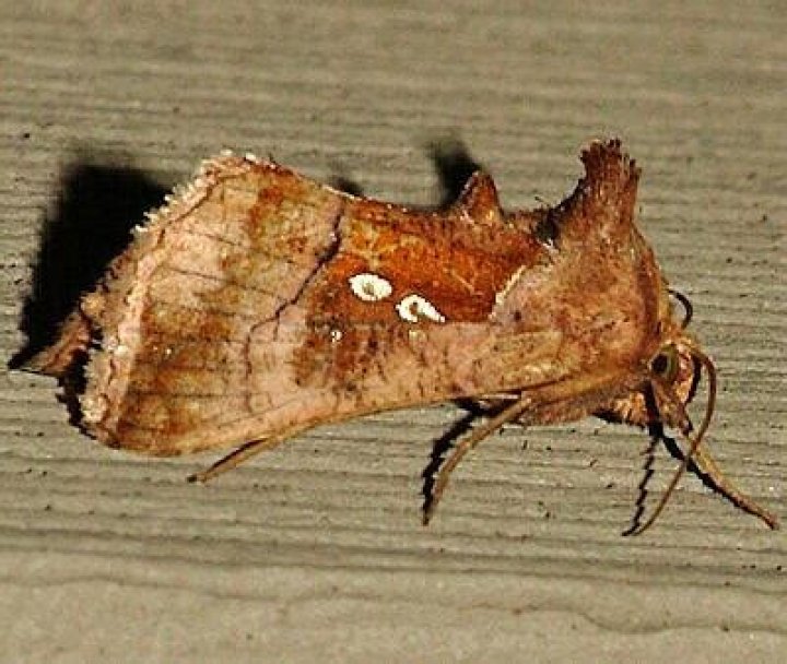 Moth Photographers Group – Enigmogramma basigera – 8886