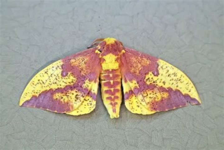 Moth Photographers Group – Florida Moths