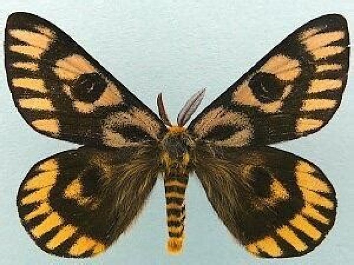 Moth Photographers Group – Hemileuca eglanterina – 7744