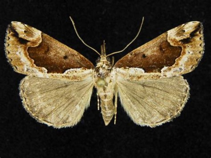 Moth Photographers Group – Hypena baltimoralis – 8442