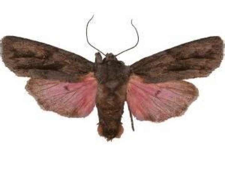 Moth Photographers Group – Lithophane leeae – 9923.1