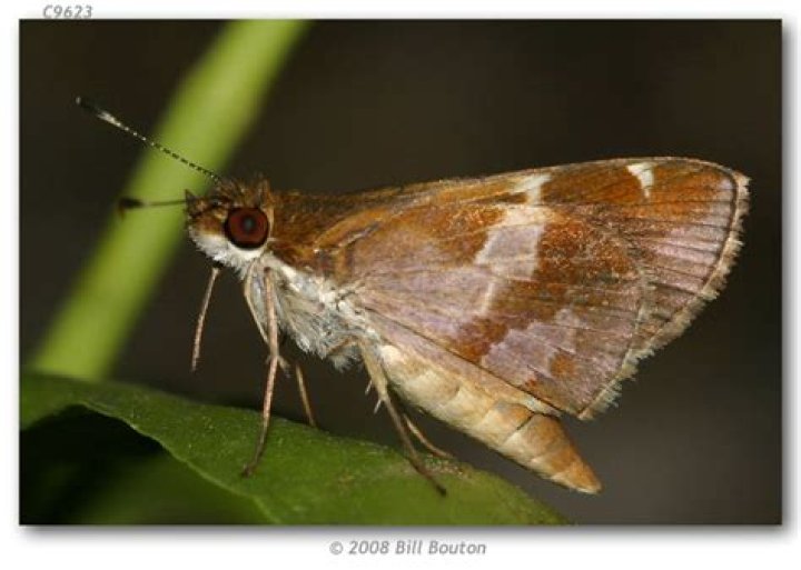 Moth Photographers Group – Monca crispinus – 3992