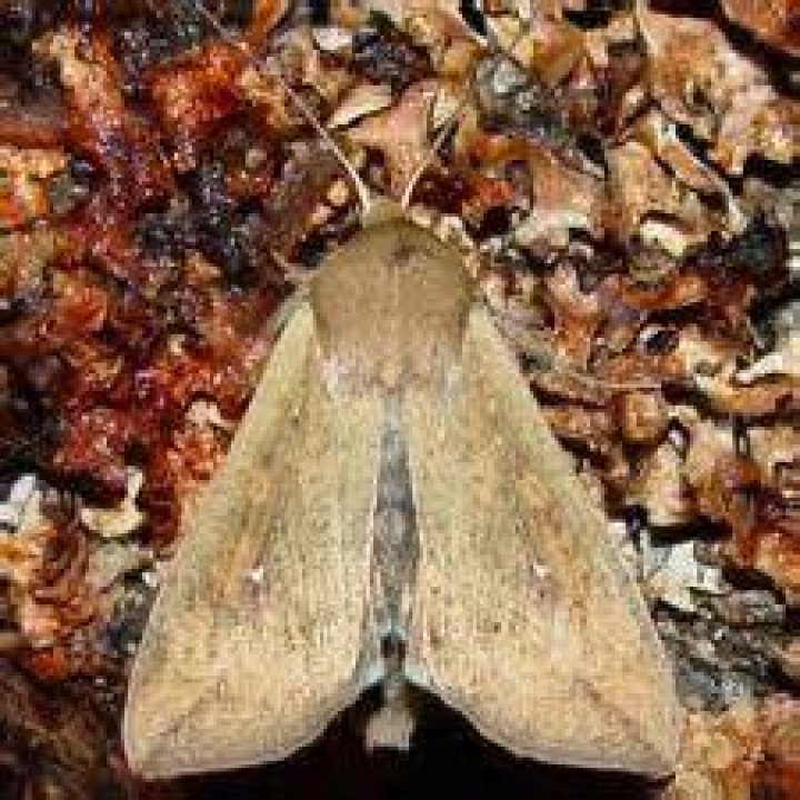 Moth Photographers Group – Mythimna unipuncta – 10438