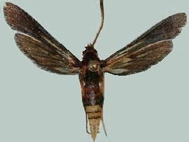 Moth Photographers Group – Palmia praecedens – 2587