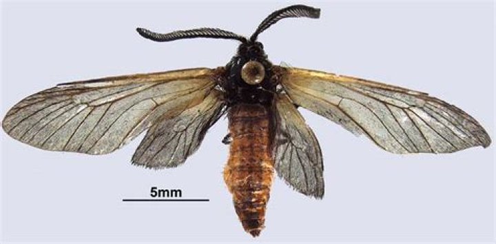 Moth Photographers Group – Pryeria sinica – 4639.1