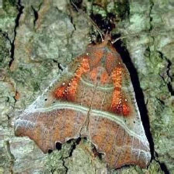 Moth Photographers Group – Scoliopteryx libatrix – 8555