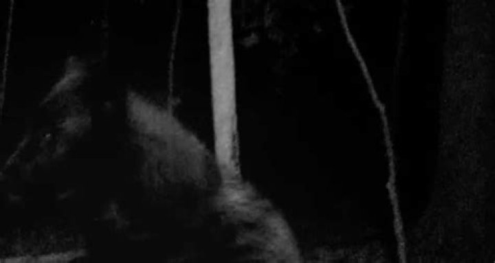 Mountain Monsters recap: Black Wolf photo, Jeff comes clean and Huck has bloody fight with a creature