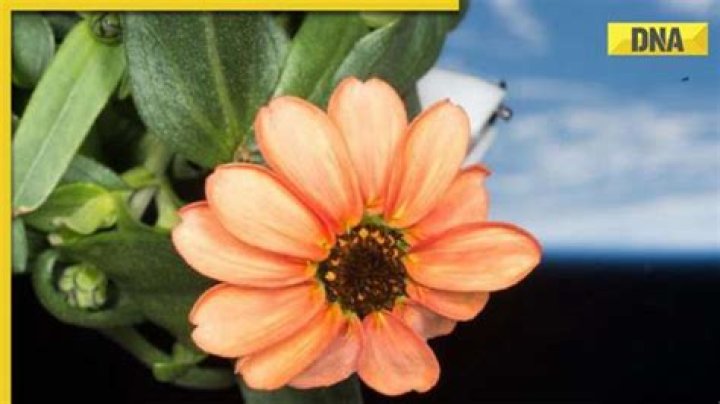 NASA shares picture of fascinating zinnia flower grown in space, internet reacts
