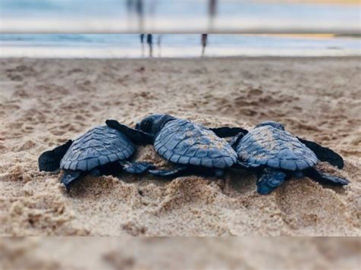 Netizens thank Sri Lankan YouTuber who is single-handedly saving local sea turtles