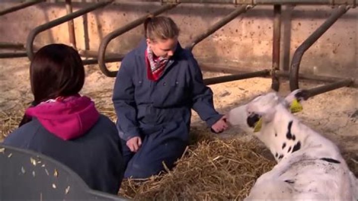 New form of therapy: cow cuddling