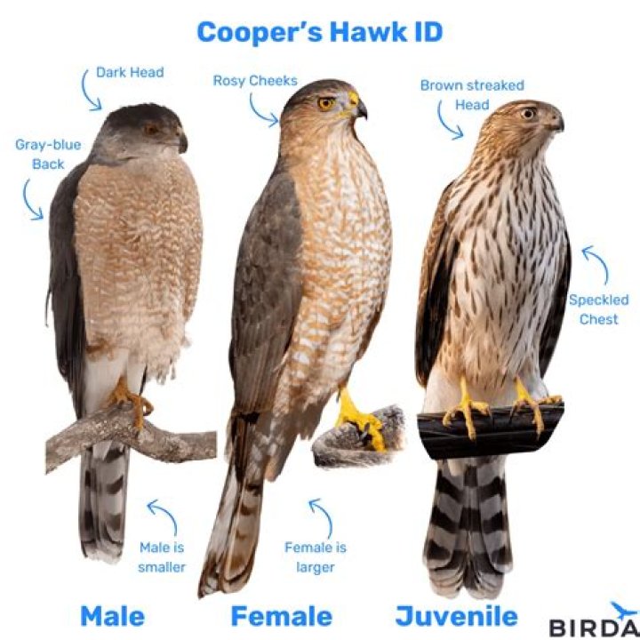Observation Brain Test: If you have Hawk Eyes Find the Number 74 in 15 Secs