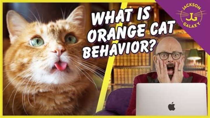 Orange Cat Behavior: Experts Explain