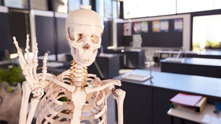 Peace at last: German students bury classroom skeleton