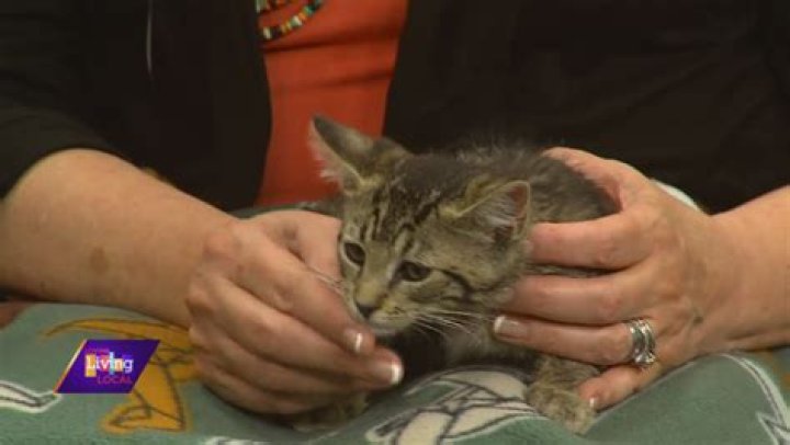 Pet of the Week | Kitty Purry the Cat