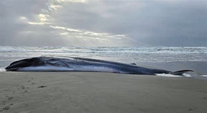 Photos: Massive endangered whale washes up on Oregon shore