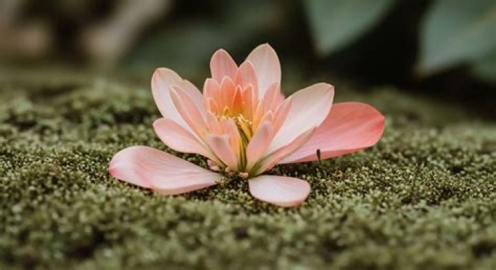 Purenudism: Exploring The Philosophy And Lifestyle Of Natural Living