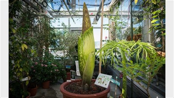 Rare Corpse Flower Ready to Bloom in Dartmouth Greenhouse