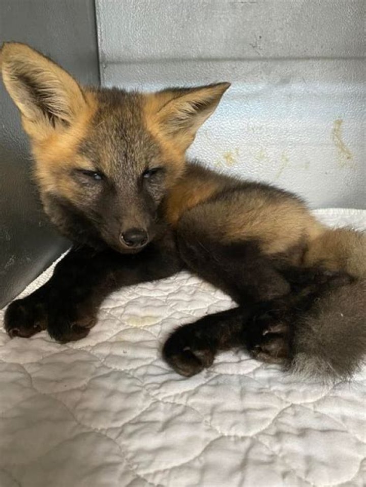 Rare injured fox has been euthanized