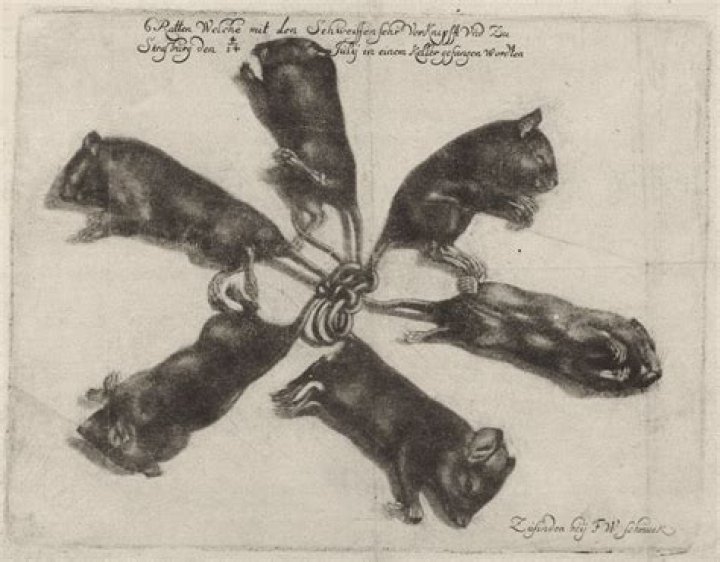 Rat Kings: Untangling their disturbing legend