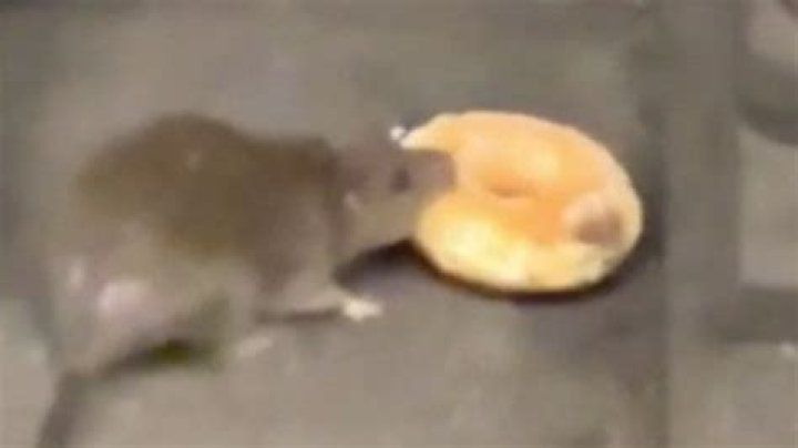 Rat shares donut with fellow rodent on NYC subway tracks