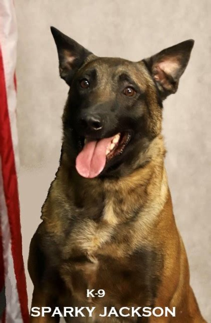 Rock Island Police K-9 officer dies after medical procedure