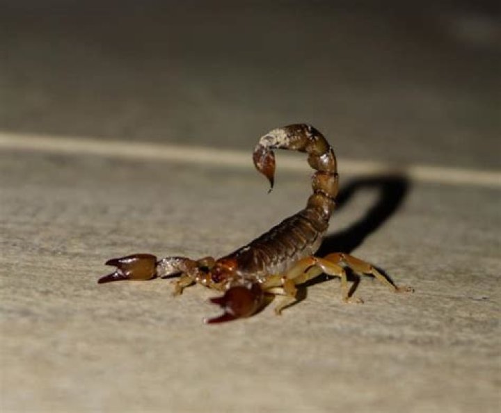 Scorpio Spirit Animal - 5 Animals That Represent This Sign