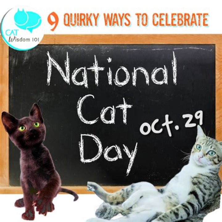 Spoiling your cat on National Cat Day