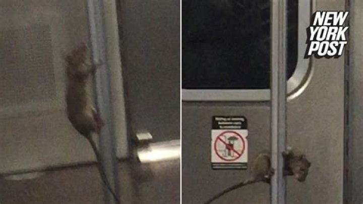 Subway Rat 'Pole Dances' And Horrifies Passengers