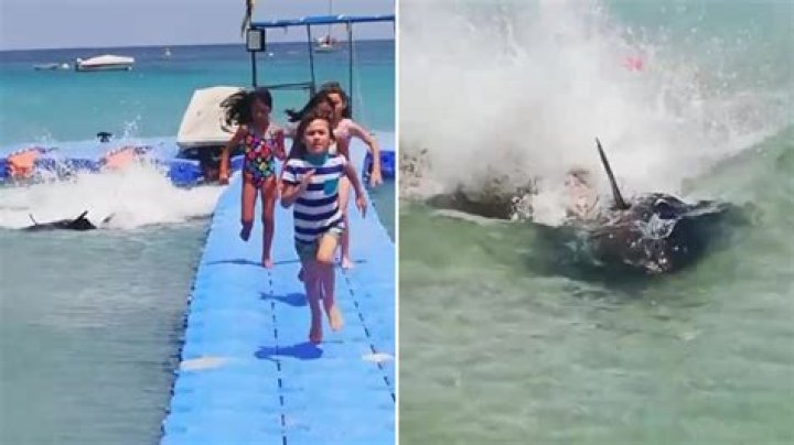 Terrified children sent screaming ‘Shark’ as massive fish chases them from water in Brit hols hotspot