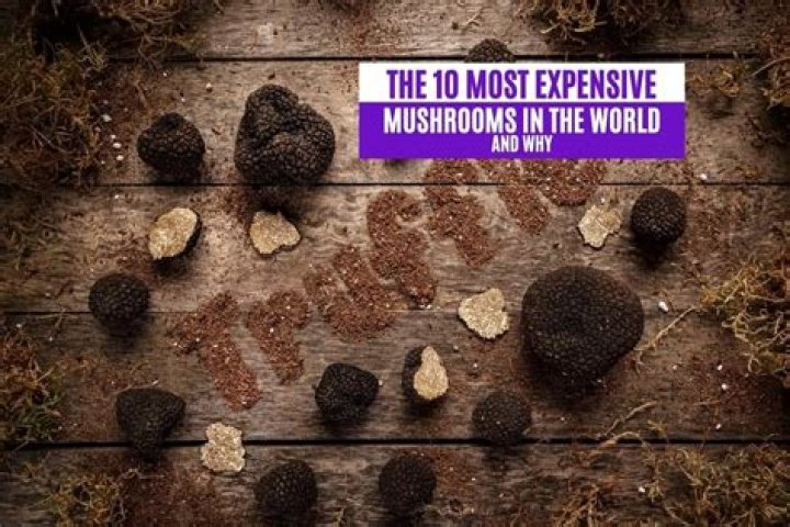The 10 Most Expensive Mushrooms in the World