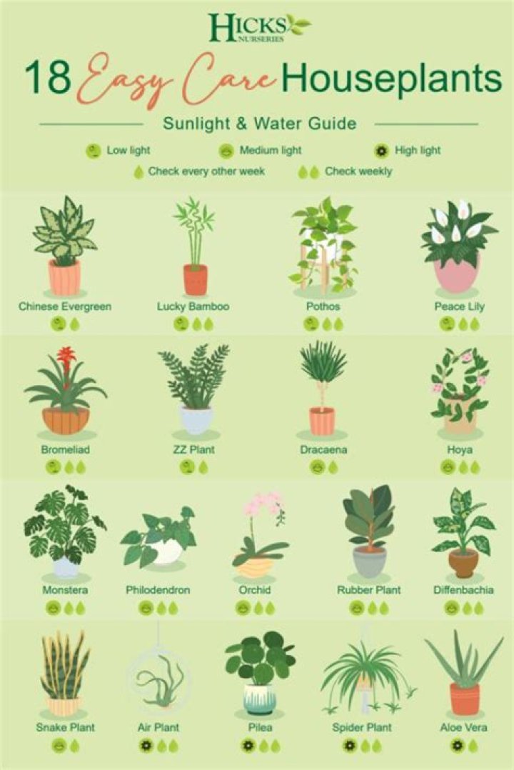 The 8 trendy houseplants that could put your child's life at risk