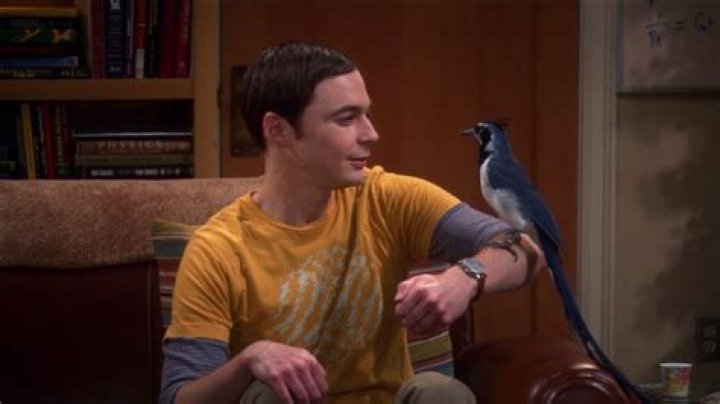 The Bird Error In The Big Bang Theory You Never Noticed