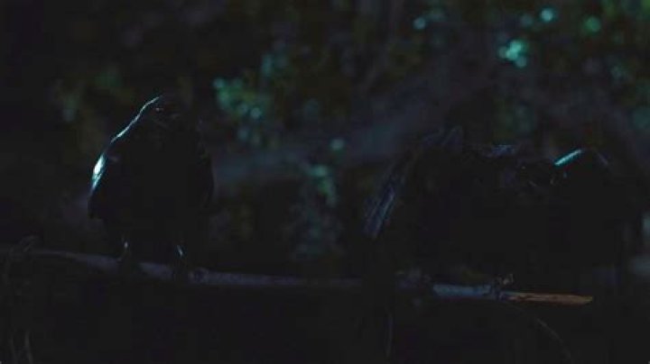 The Hidden Meaning Of The Crows Explained