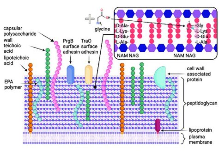 The peptidoglycan sacculus of Myxococcus xanthus has unusual structural features and is degraded during glycerol-induced myxospore development - ePrints