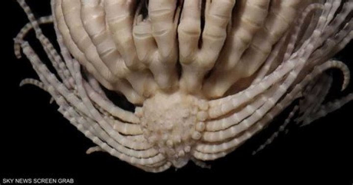 The Thing Star Wilford Brimley Warns Scientists About Viral Photo of Creature Found in Antarctica