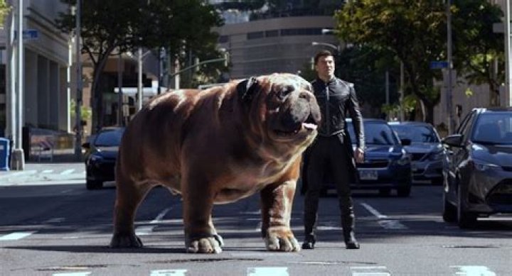This is what Lockjaw, the giant bulldog from Marvel’s Inhumans, looks like in real life