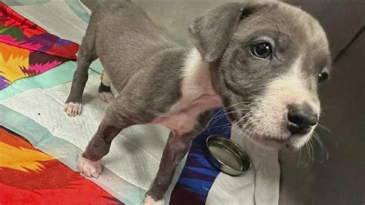 Three rescued puppies need your help to battle parvo