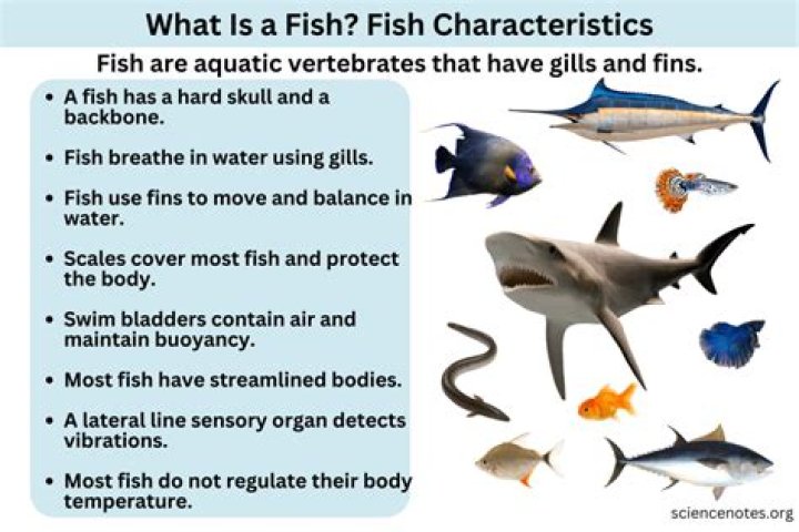Top Facts About Fish-Men From One Piece