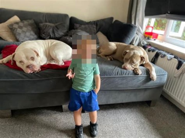 Tragic last post of Ian Price mauled to death by two XL Bullys while 'protecting his elderly mum from beasts'