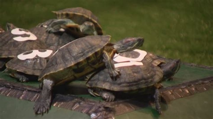 Turtle Recall: Derby dashed, turtles go in slow, steady race
