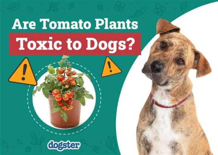 Urgent vet warning over common plant that's toxic to dogs - the seeds can kill
