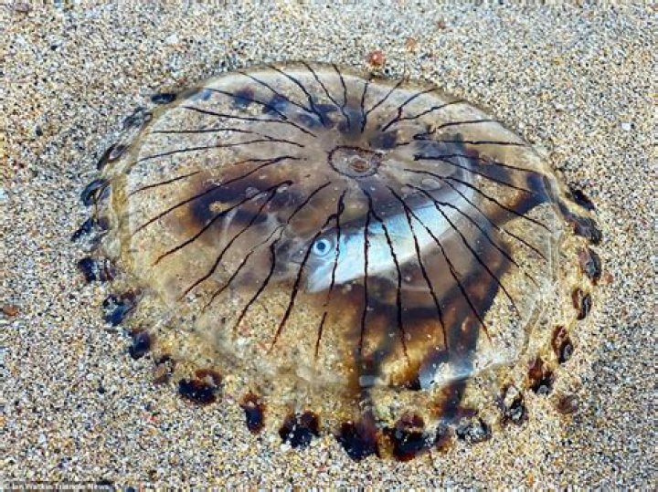 Walker left stunned after discovering giant jellyfish washed up on Cornwall beach
